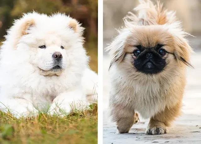 全球公认最古老的狗品种,世界十大最稀有的狗品种