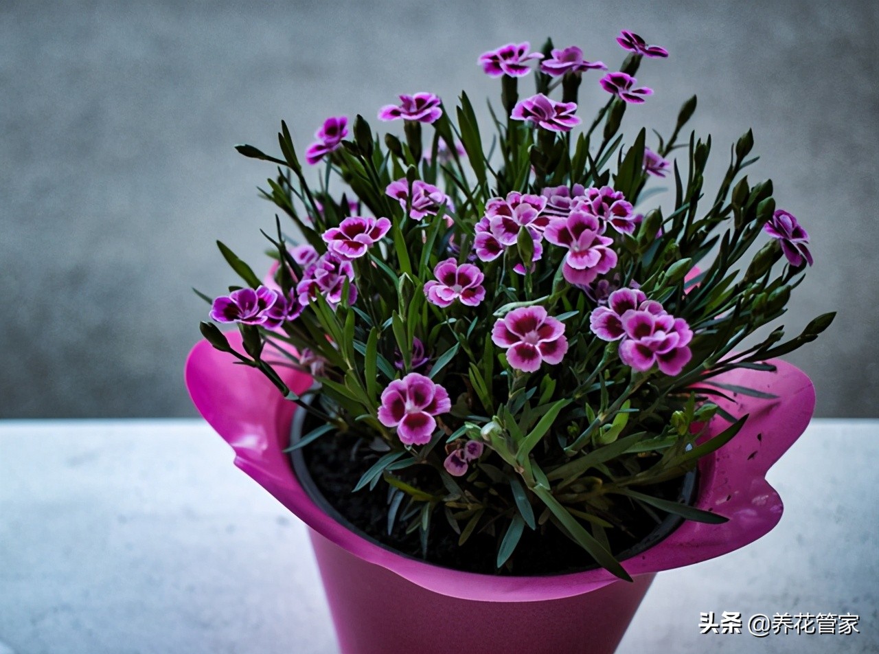 康乃馨下面的叶子发黄怎么办,康乃馨叶子发黄干枯是怎么回事