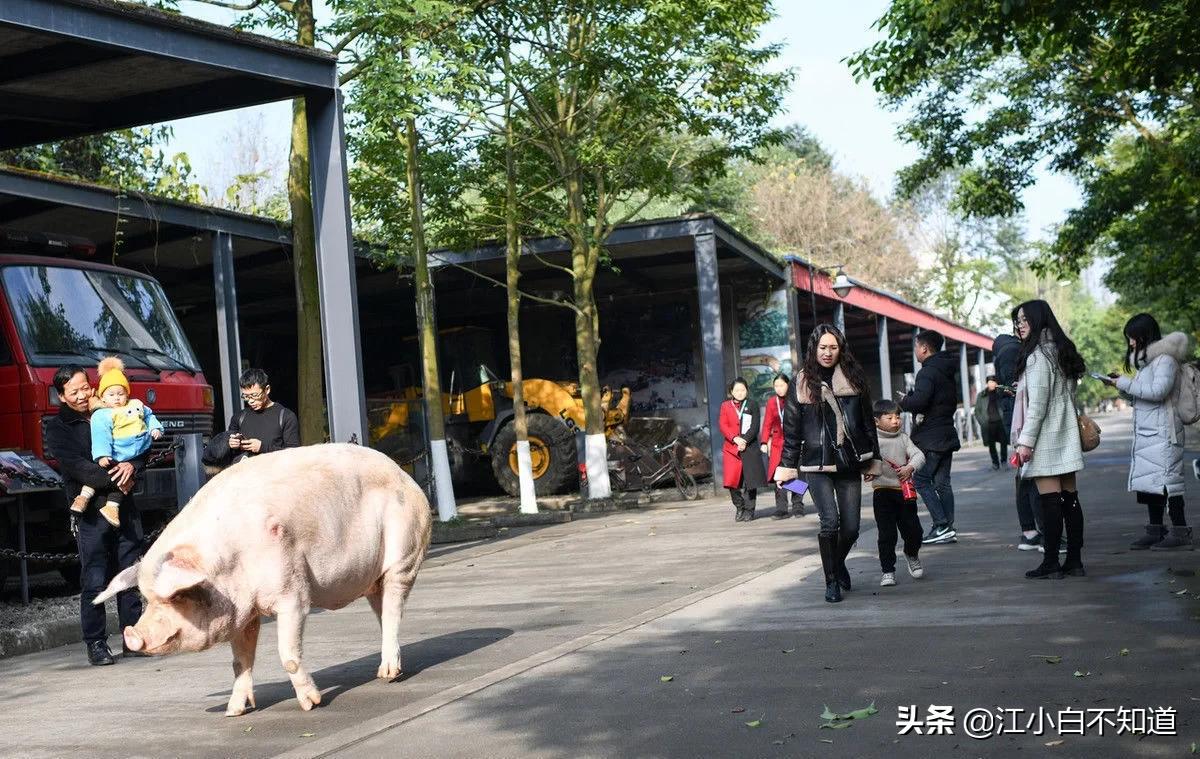 汶川地震猪坚强是个小猪还是大猪,汶川地震未死的猪今年几岁了