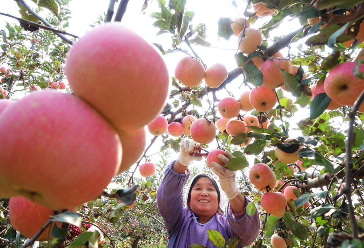 红富士为什么出名,红富士为什么叫红富士
