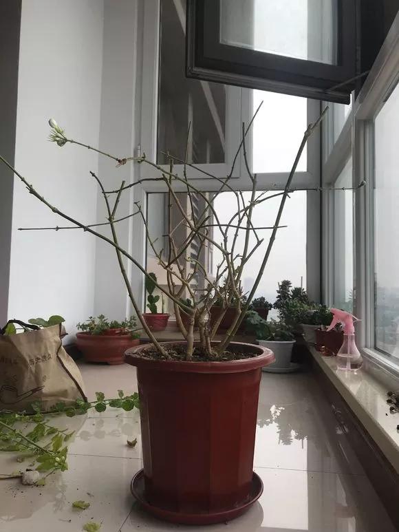 栀子花月季花叶子发黄有黑斑点,茉莉栀子花叶子发黄怎么办