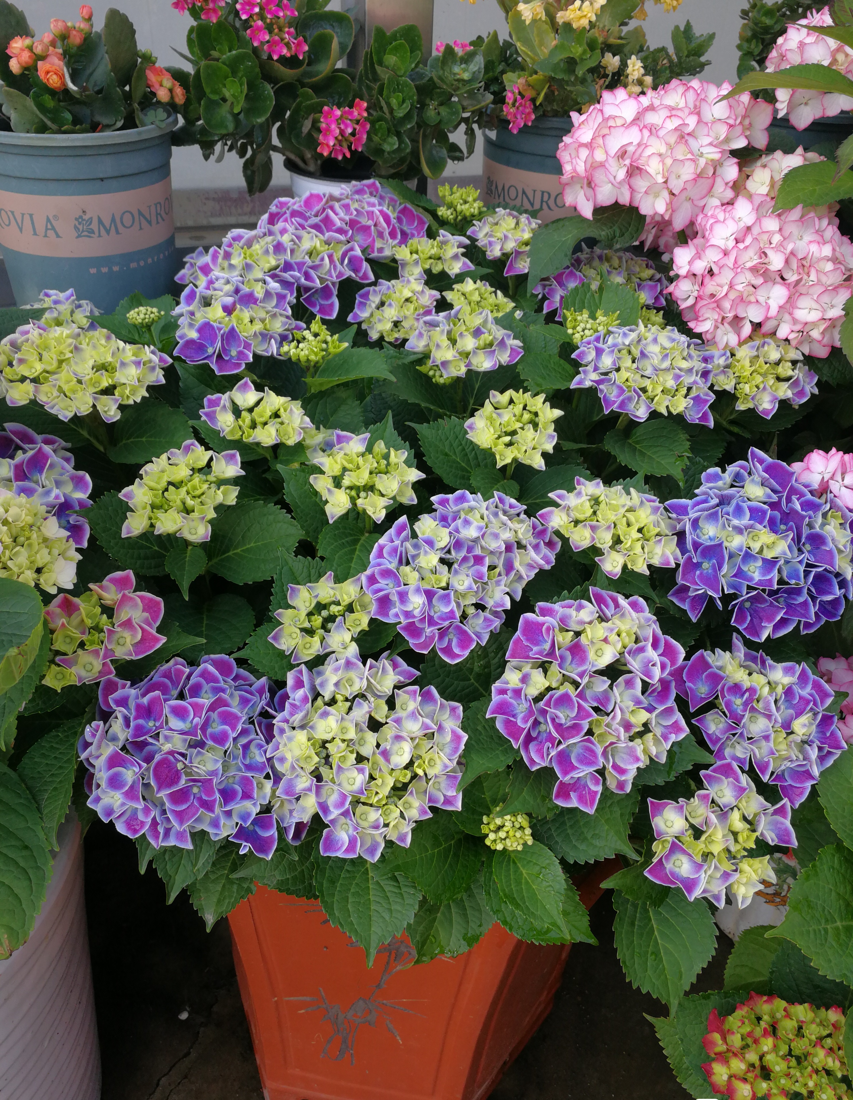 扦插花的快速生根法,哪些花卉可以用扦插的方法插活