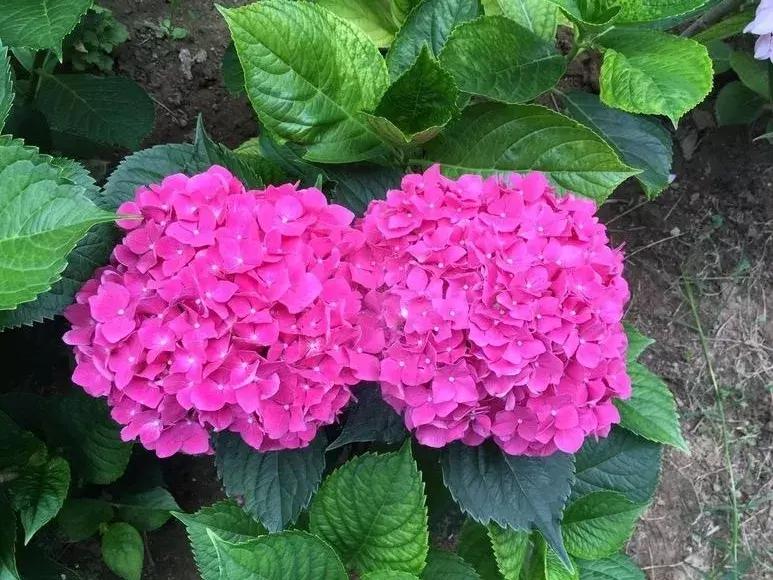 这6种花给点水就爆盆懒人必备,插枝最好养的四种花