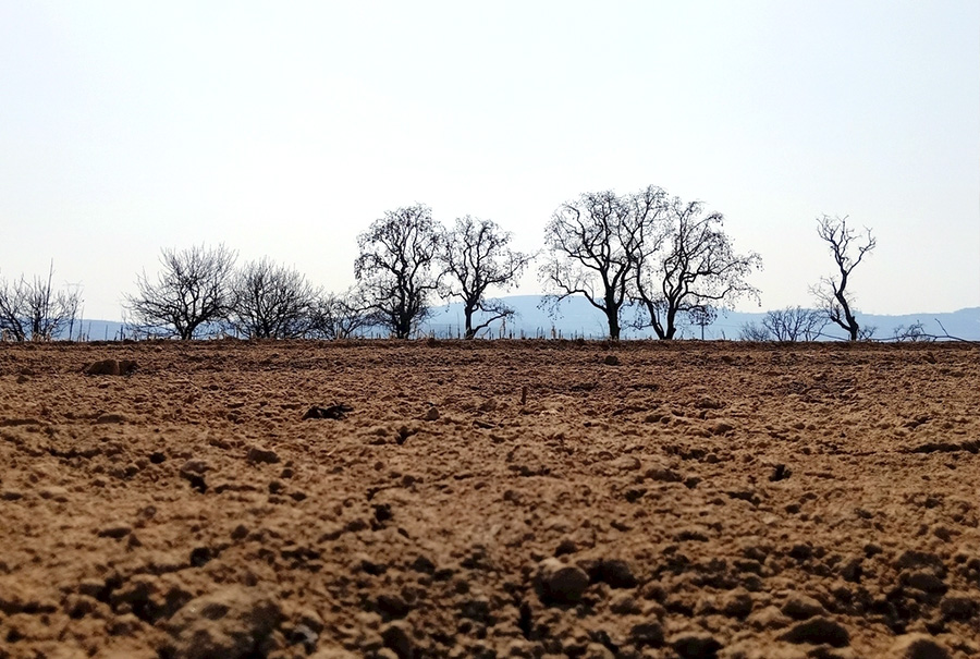 微雨众卉新一雷惊蛰始出处,微雨众卉新一雷惊蛰始赏析