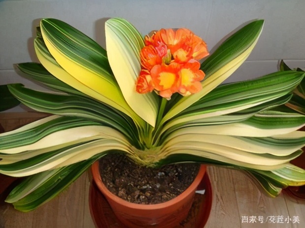 君子兰如何才能养得更茂盛,君子兰怎么养才能长直