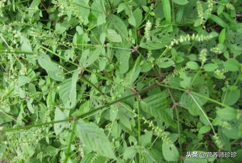 鲜倒扣草功效与作用,中药倒扣草功效与作用