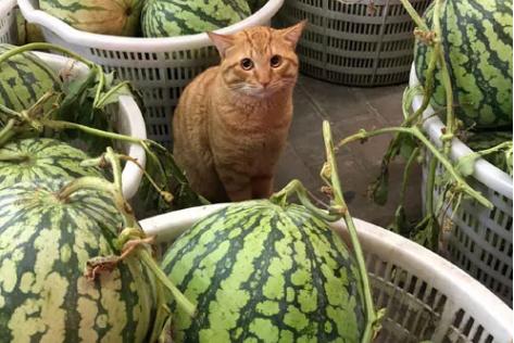 跟人类生活久了的猫,有些猫就真的不把自己当回事