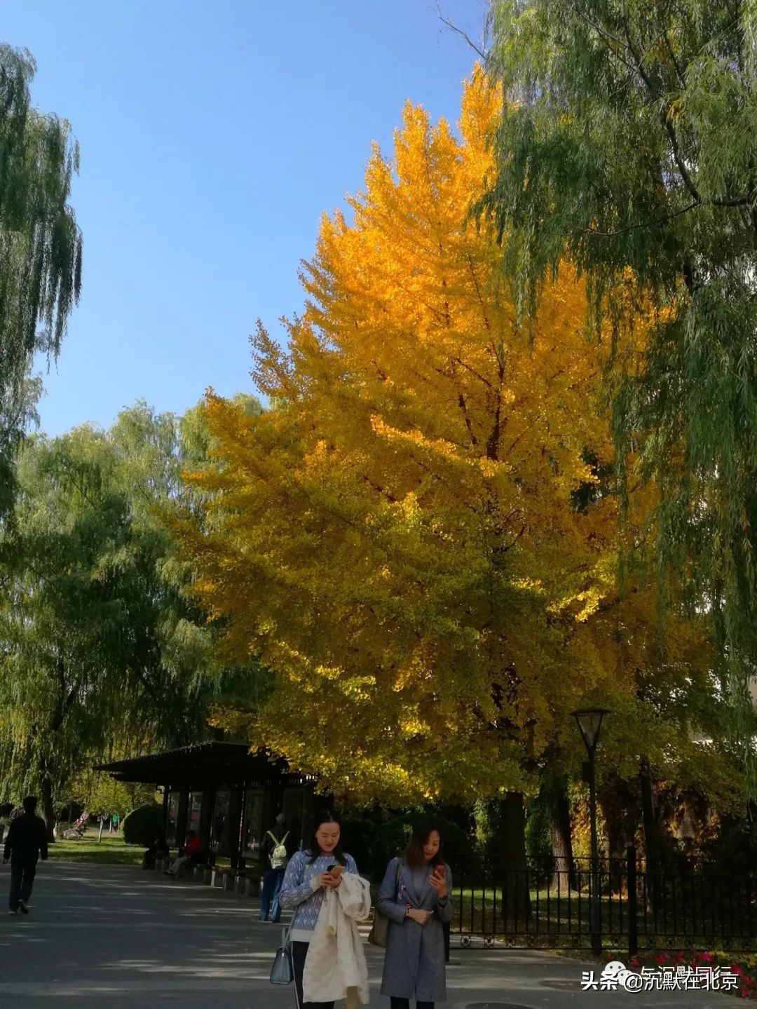 北京之秋的感受,最美的北京之秋