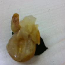 为啥桑葚杨梅里面的虫子特别多,杨梅荔枝泡出来的小虫子