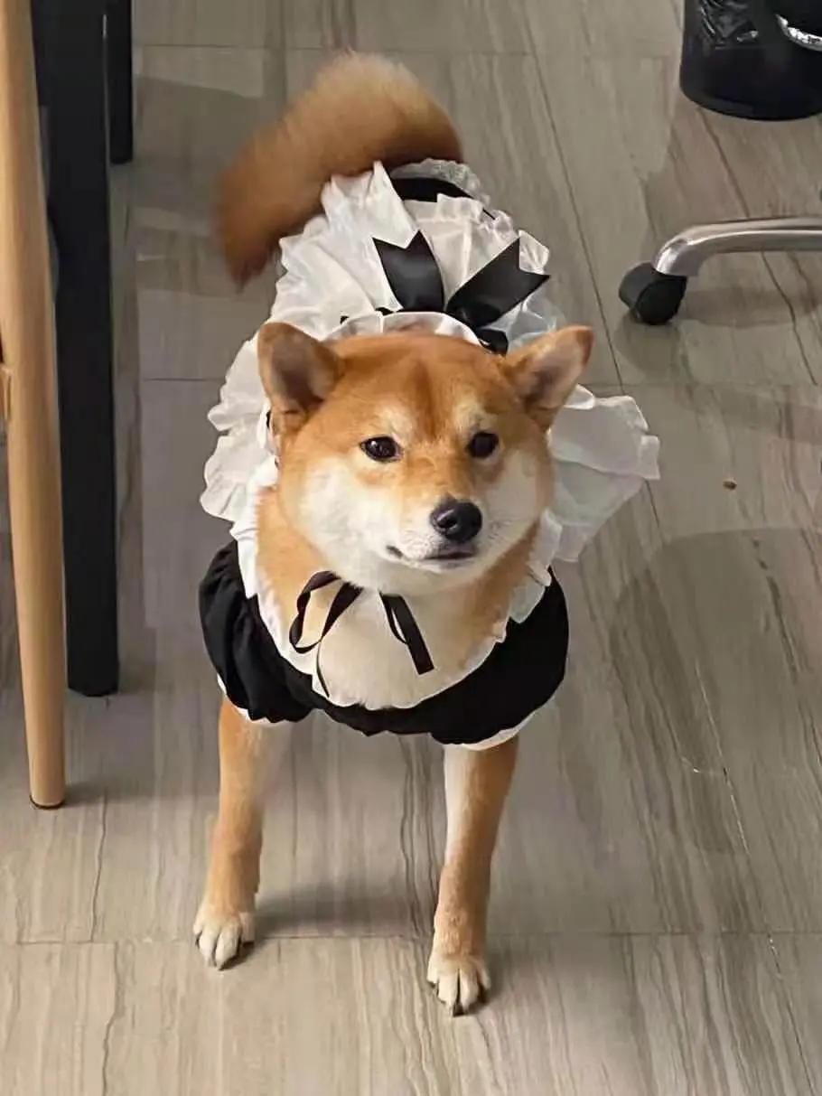 男生猛犬穿女装,男生细狗穿女装