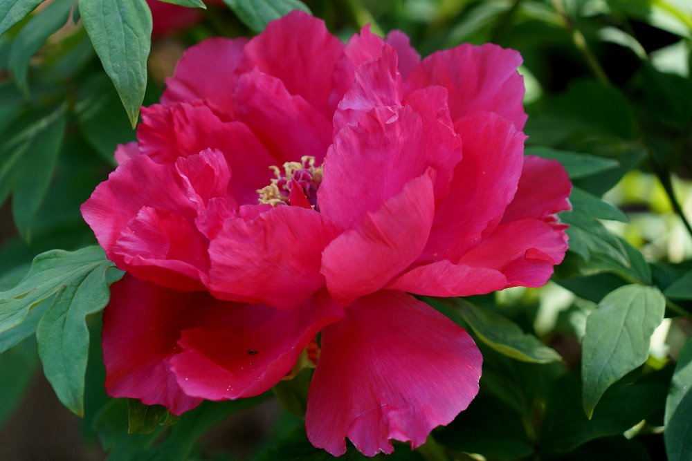 牡丹花；青山吹奏《太湖美》（C调）半音阶口琴演奏