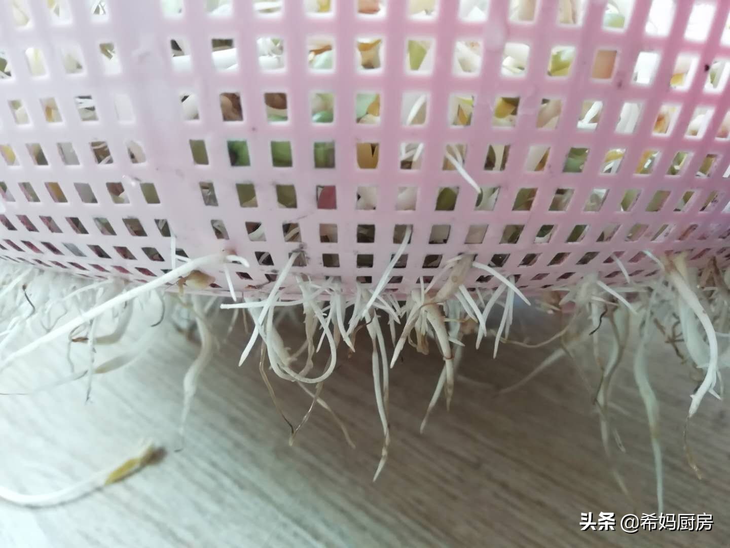 用绿豆泡豆芽七天过程,泡发绿豆怎么做好吃又简单