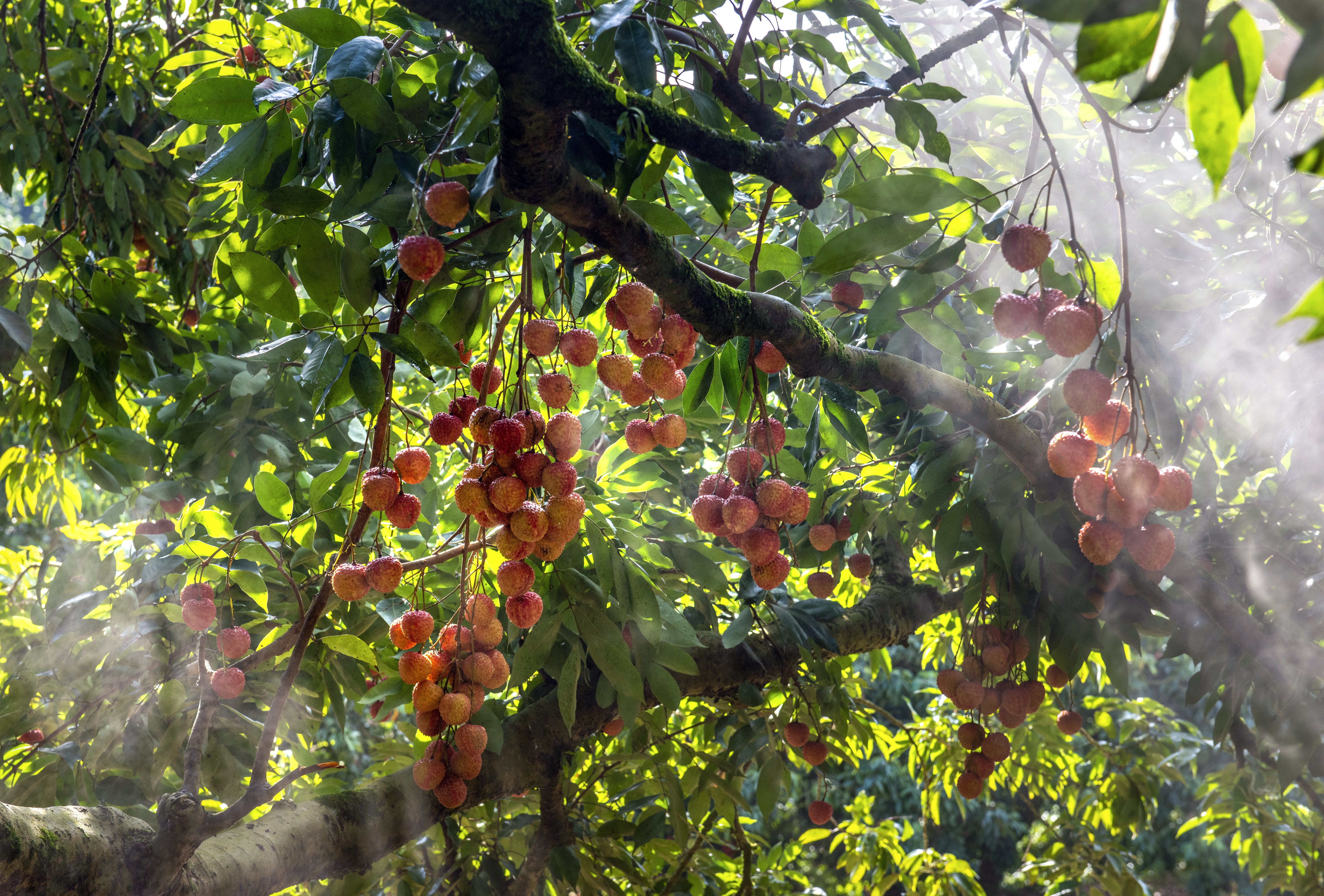 荔枝助农增收,荔枝助农大丰收