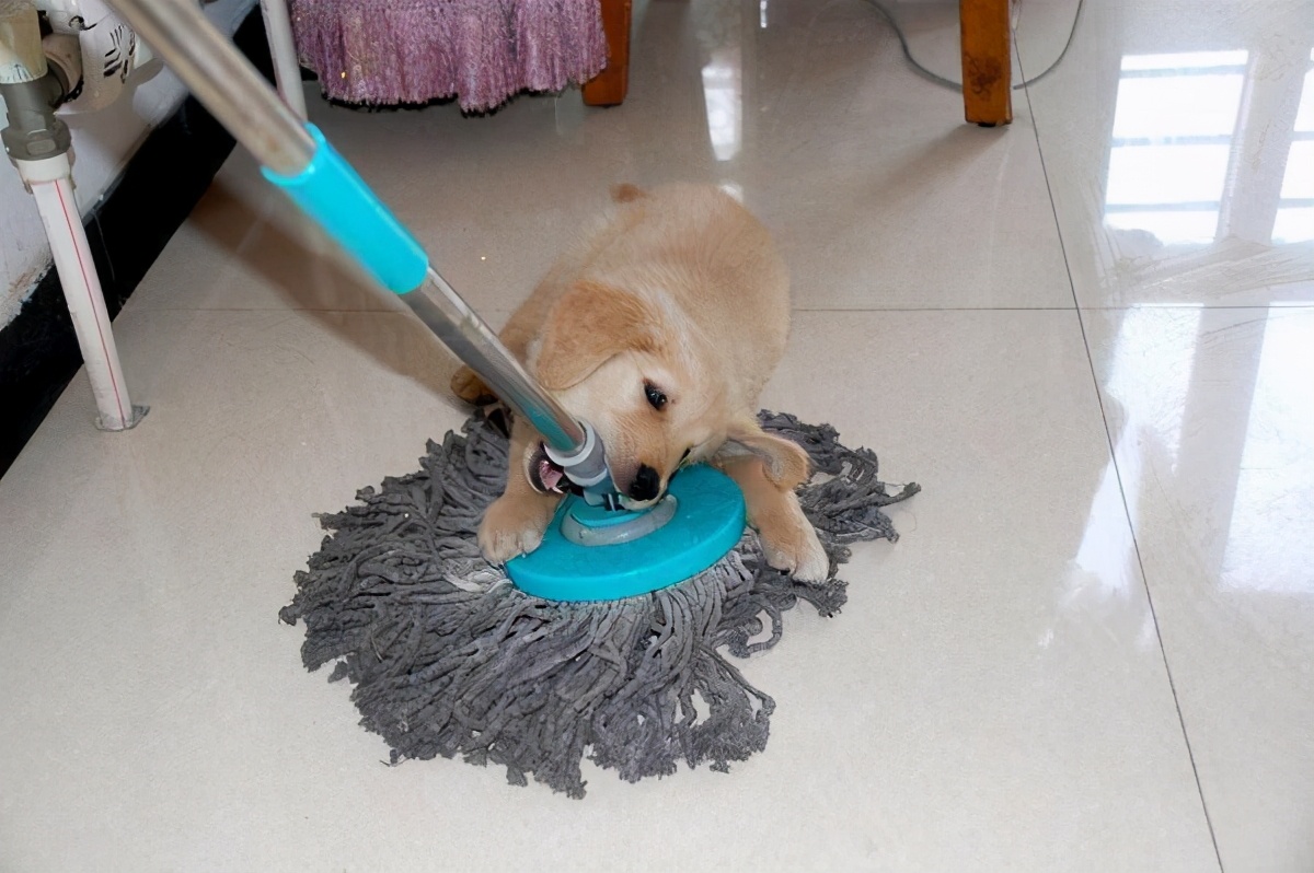 狗狗有寄生虫的6大症状是什么,狗狗肚子里有寄生虫的表现