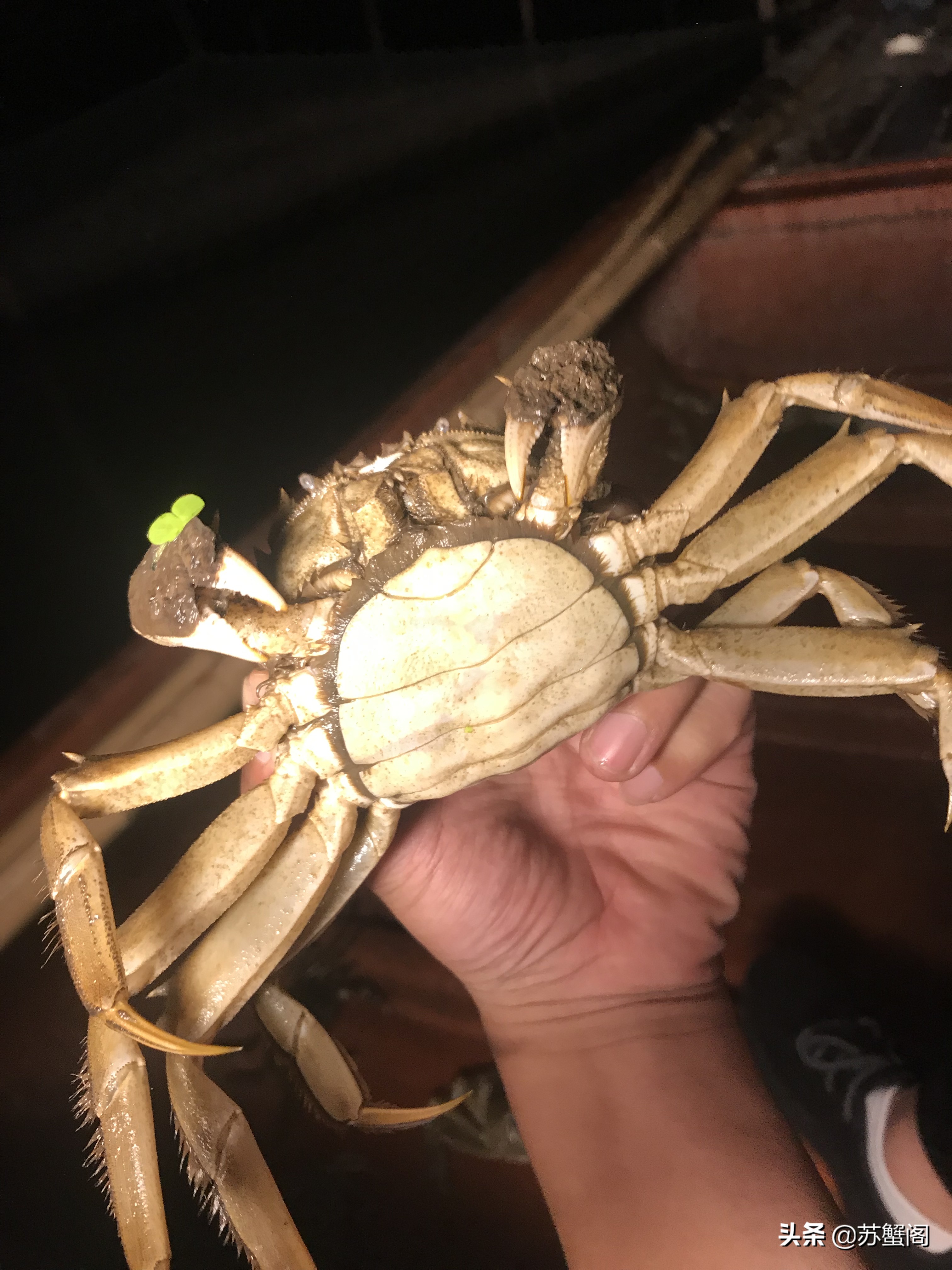 测评阳澄湖大闸蟹视频,肥美正宗阳澄湖大闸蟹