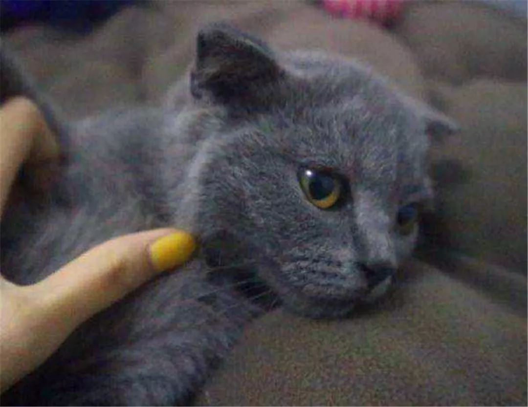 大学生宿舍养猫被发现后猫怎么办,宿舍养猫宿管检查