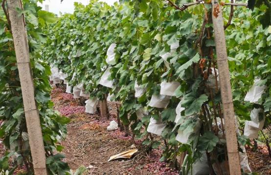 阳光玫瑰葡萄溃疡病怎么治,葡萄溃疡病白腐病的区别和治疗