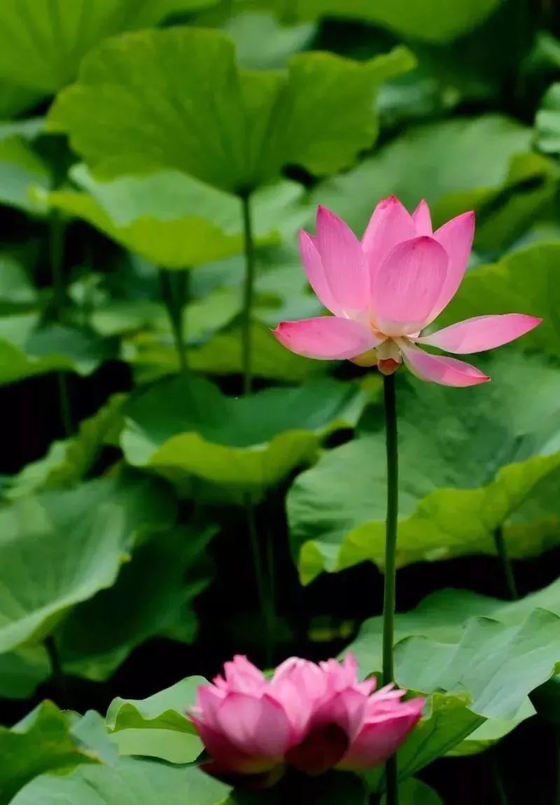 夏季最美荷花在哪里,山东最漂亮的荷花