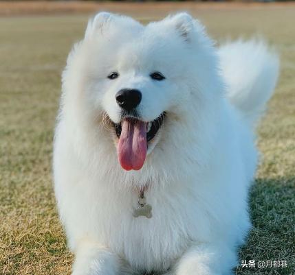 萨摩耶一般价格多少钱一只,萨摩耶价格在多少钱一只