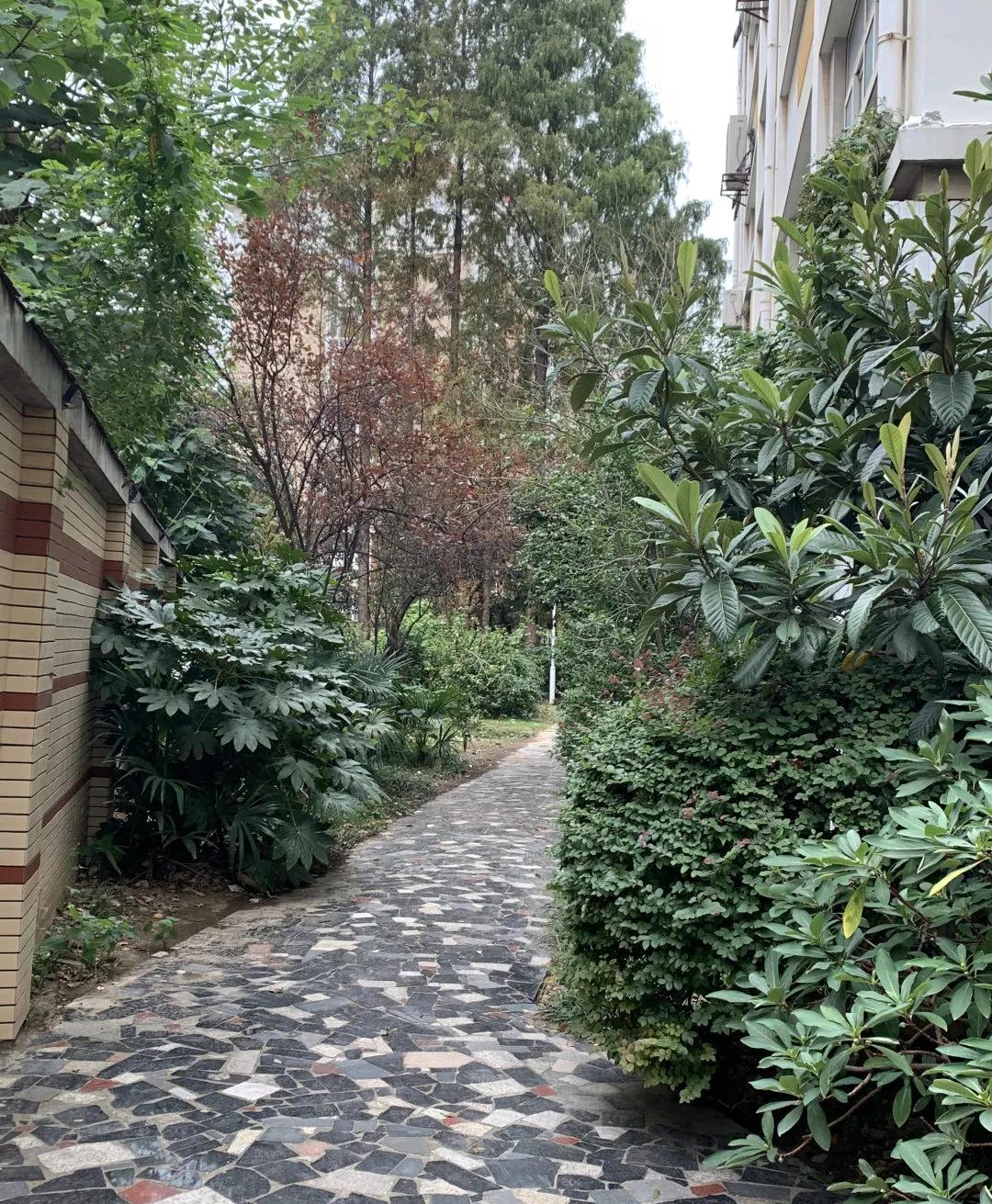 最美的风景美丽的校园,最美的风景就是校园