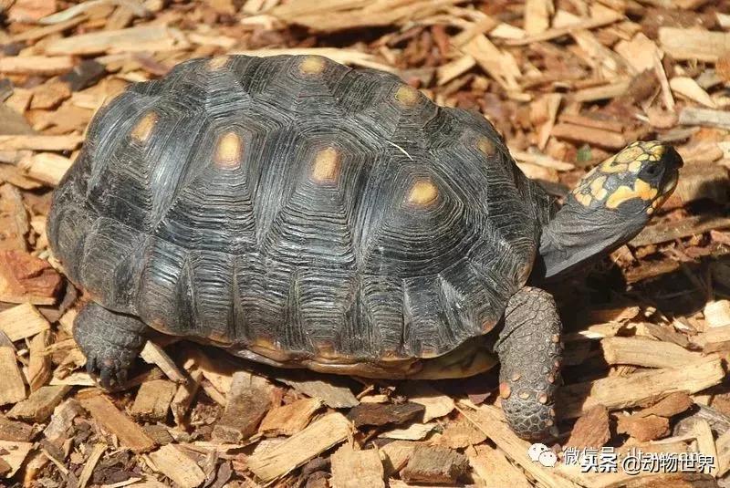 红腿象龟新手入门教程,黄腿象龟