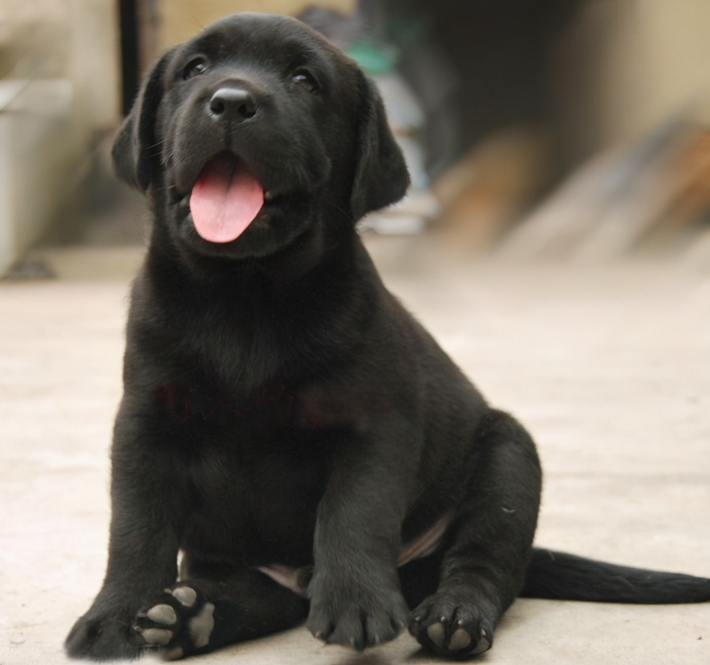 民间选狗秘笈教你怎么选出好狗,选狗最好的4种方法