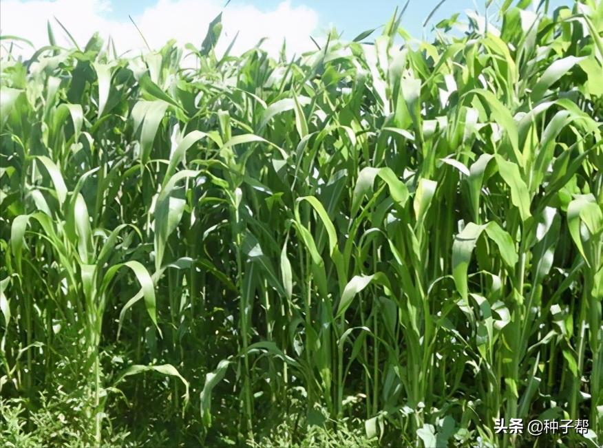 高品质高粱种植方法有哪些,种植什么品种的高粱收益高