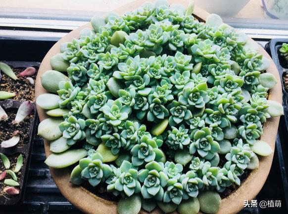 如何让白牡丹变红色,白牡丹多肉怎么养才能爆盆