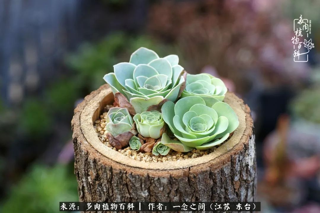 对多肉植物的爱心寄语,赏兰花感言