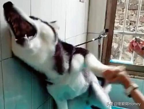 主人被狗吓到,主人被吓到了狗狗什么反应