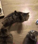 猫中最厉害的是橘猫吗,最胖的猫排名前十