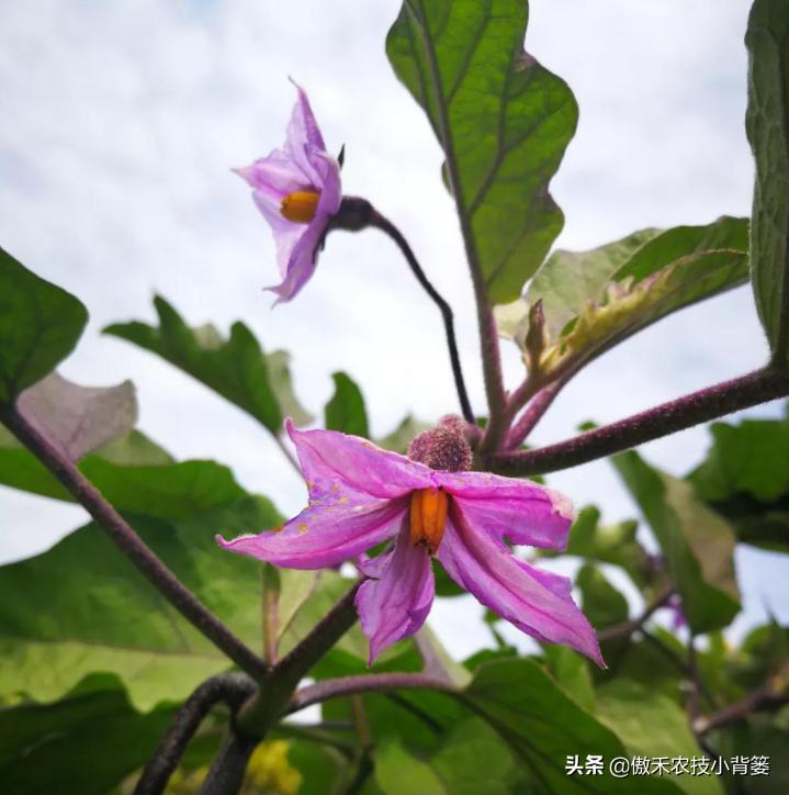 药物处理花穗时，点花与蘸花、防落素与2,4-D哪个好？一看就明白