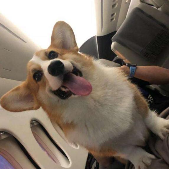 春节回家宠物怎么办,春节回家带狗需要注意什么呢