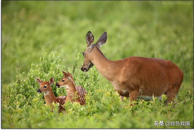 佳能EF600mmf/4LISIIIUSM镜头评测