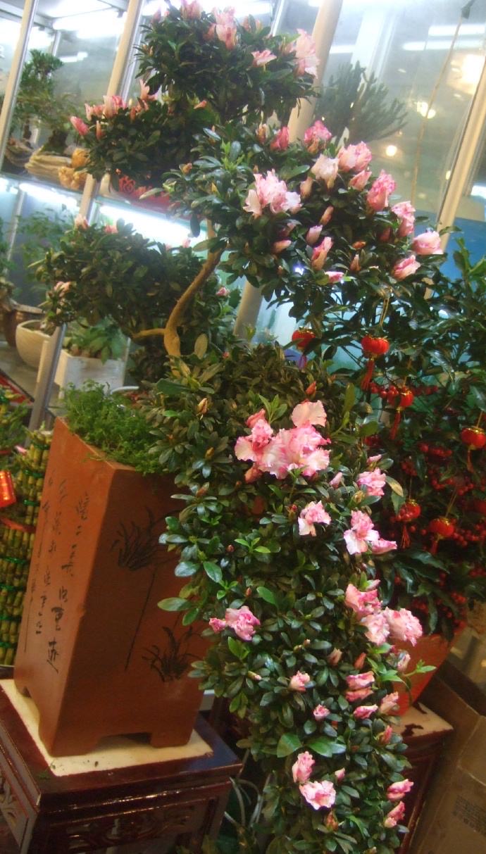 杜鹃花花苞下发新叶,养好杜鹃花用什么土最好