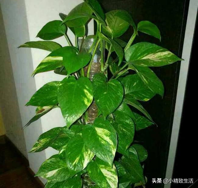 用矿泉水瓶子种绿萝,大矿泉水瓶养绿萝造型