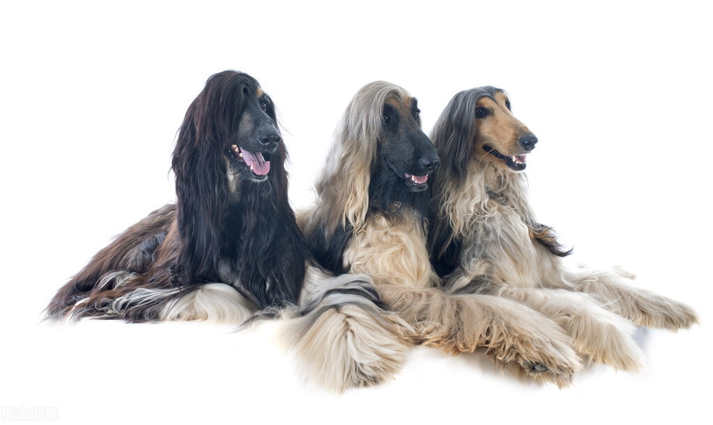 东方美犬,东方美狗狗