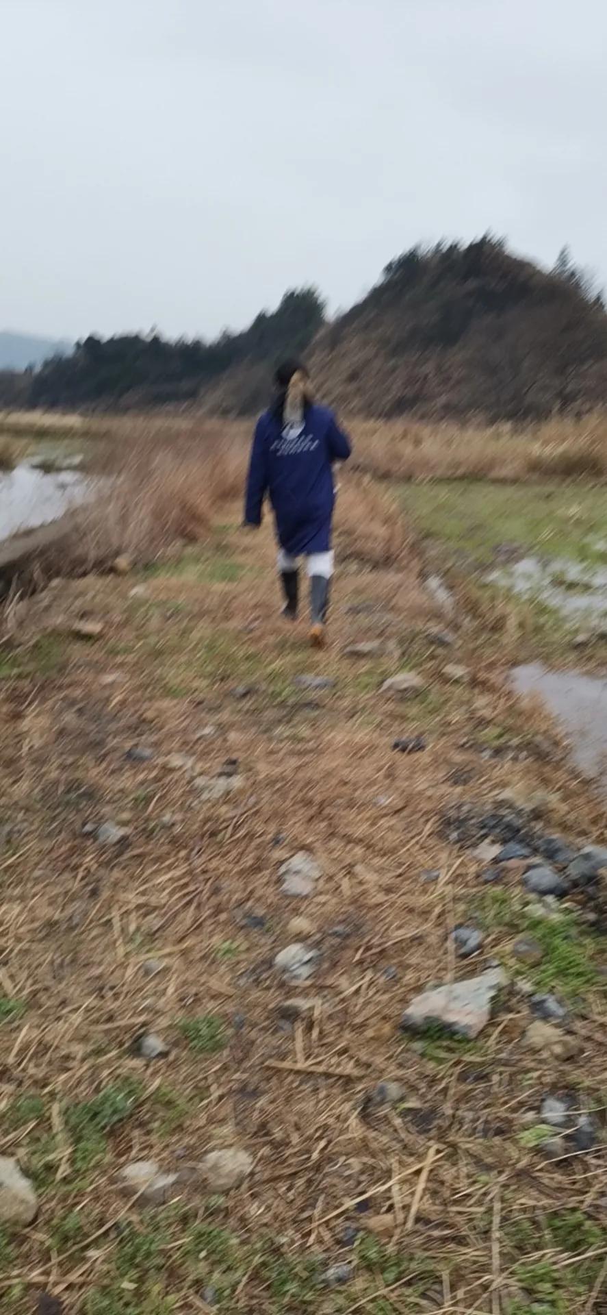 真正的野生葛根图片,纯天然野生葛根图片