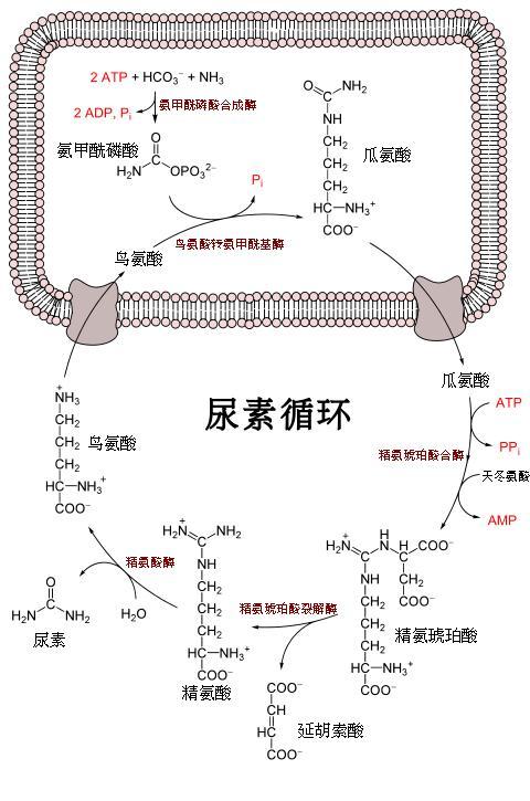 健康最重要，“氨”全请记牢