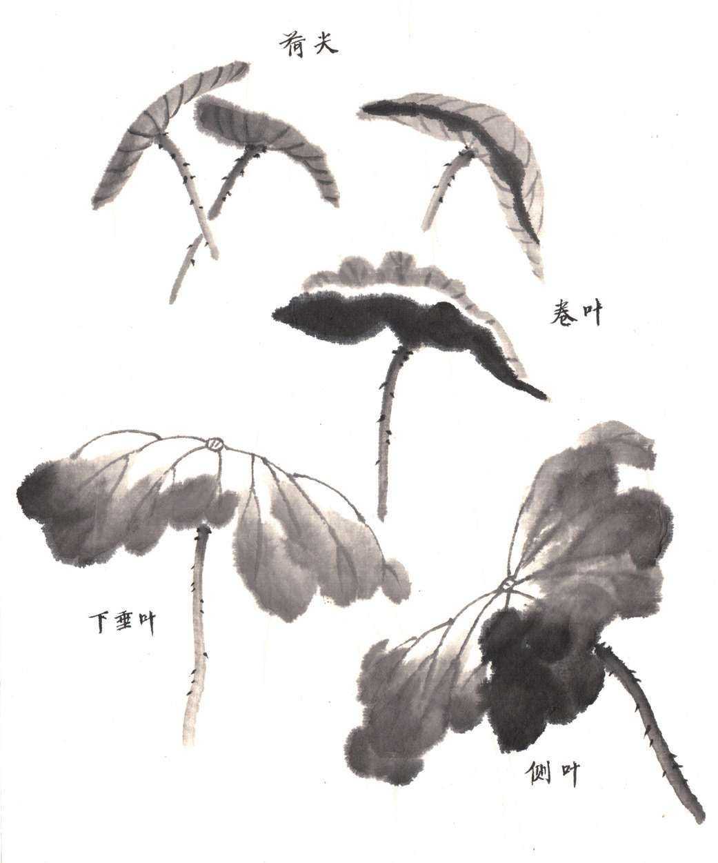 国画荷花入门基本笔画教程,国画入门零基础荷花直接画法