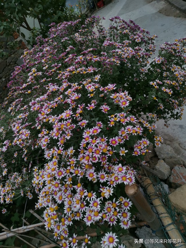 来自“神苗”的问候，记我与宿迁苗的相爱相杀—菊花