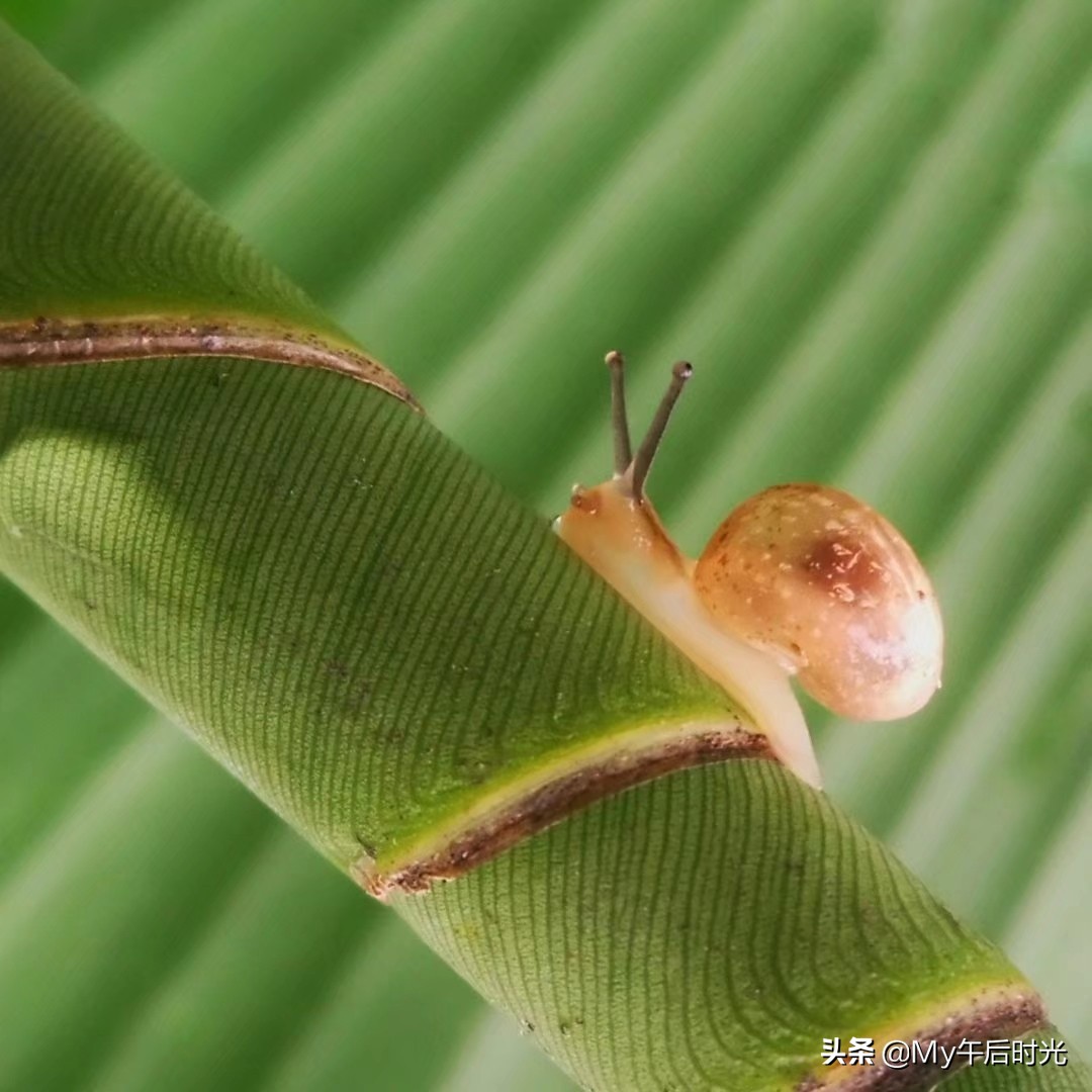 范文健步如飞的蜗牛,健步如飞的蜗牛图画