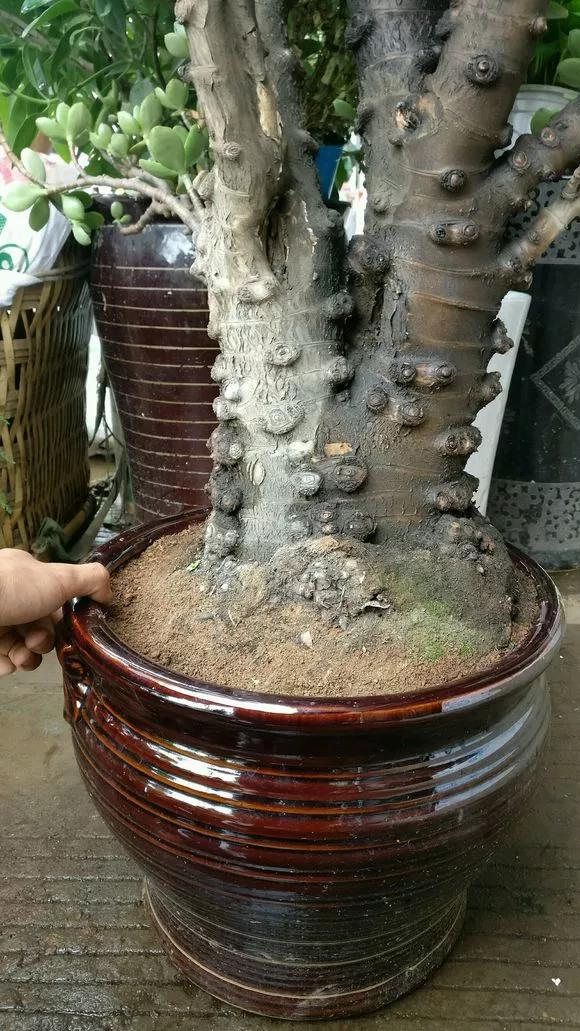 6种花旺财又养人,6种花养人又镇宅