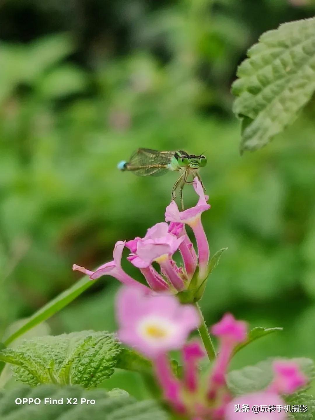 oppofindx2拍照效果好吗,oppofindx2手机拍照效果