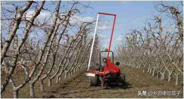 种桃关键在修剪，知道不同年份的怎么剪，让桃园丰产又丰收