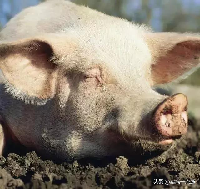 红糖加鸡蛋对母猪有什么功效,红糖喂母猪最佳配方