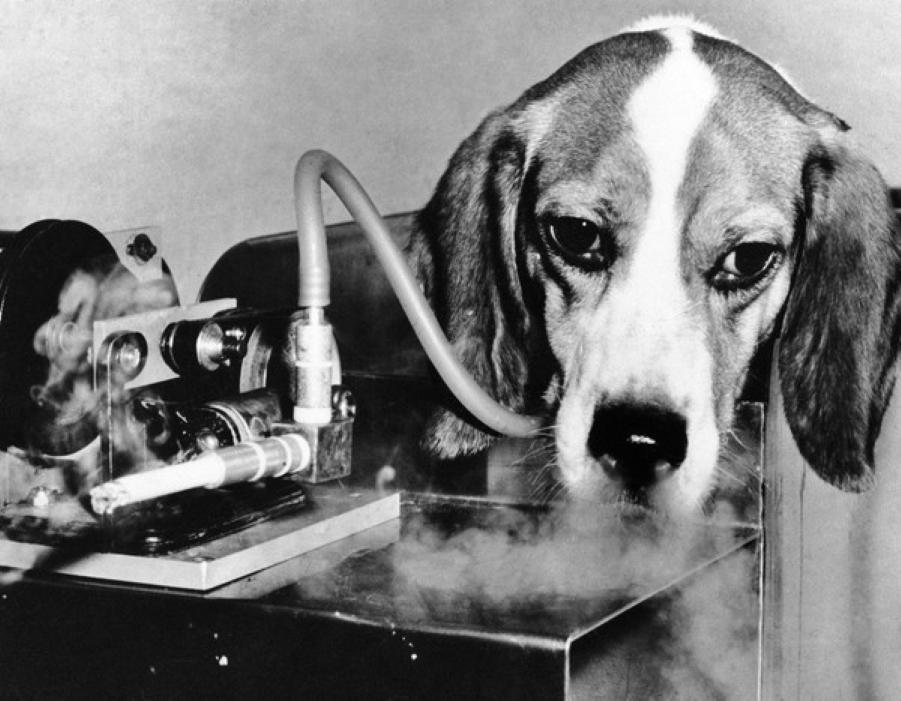 烟草公司证明抽烟对身体无害,英国对48只狗进行吸烟实验