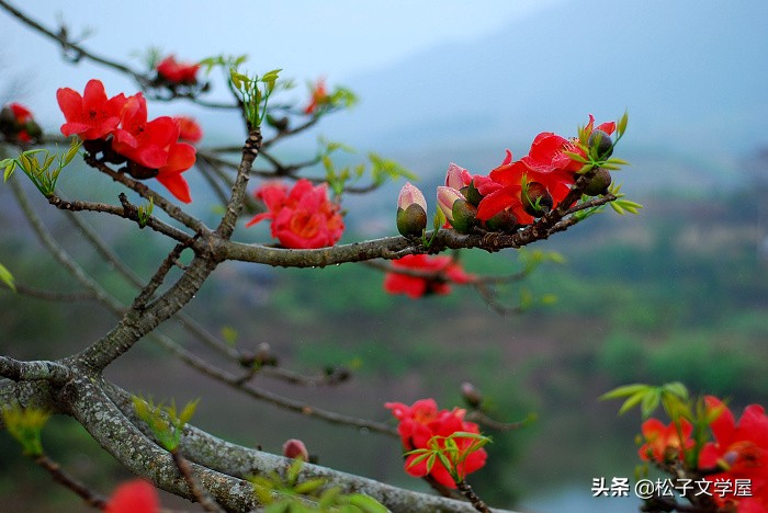 《落英缤纷若有思》一一读国政哥悼英诗