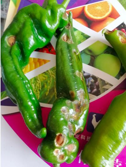 辣椒炭疽病又来了，叶片，果实受害严重？你需要加强以下6项管理