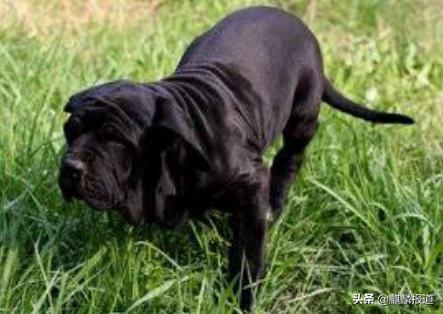 金毛禁养犬名单曲靖,曲靖麒麟区城区养犬标准规定